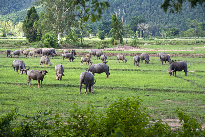 Wasserbüffel
Schlüsselwörter: Thailand