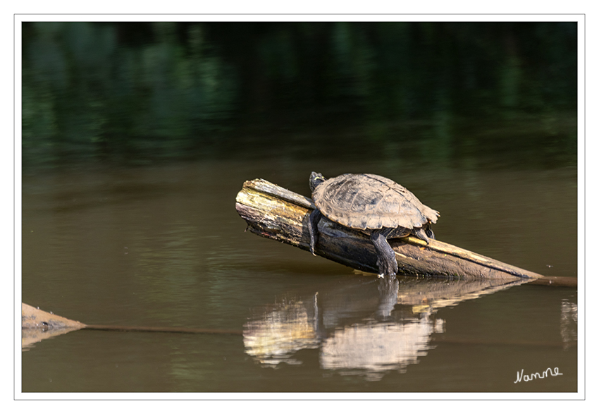 Einfach abhängen
Erstaunlicherweise war diese Wasserschildkröte auf einem Stamm in der Erft.
Schlüsselwörter: Erft,   Wasserschildkröte