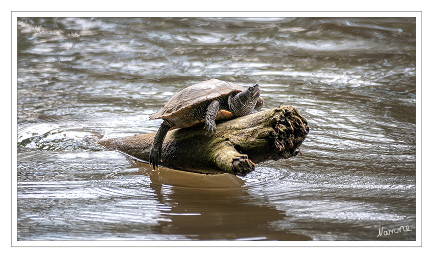 Einfach abhängen
Erstaunlicherweise war diese Wasserschildkröte auf einem Stamm in der Erft. 
Schlüsselwörter: Erft,   Wasserschildkröte