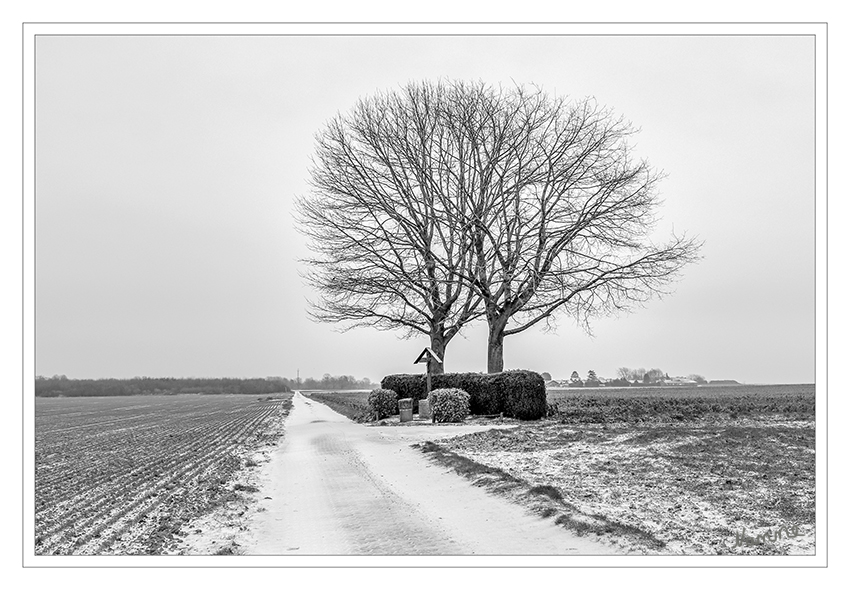 Ein wenig Schnee
Schlüsselwörter: Schnee, Baum