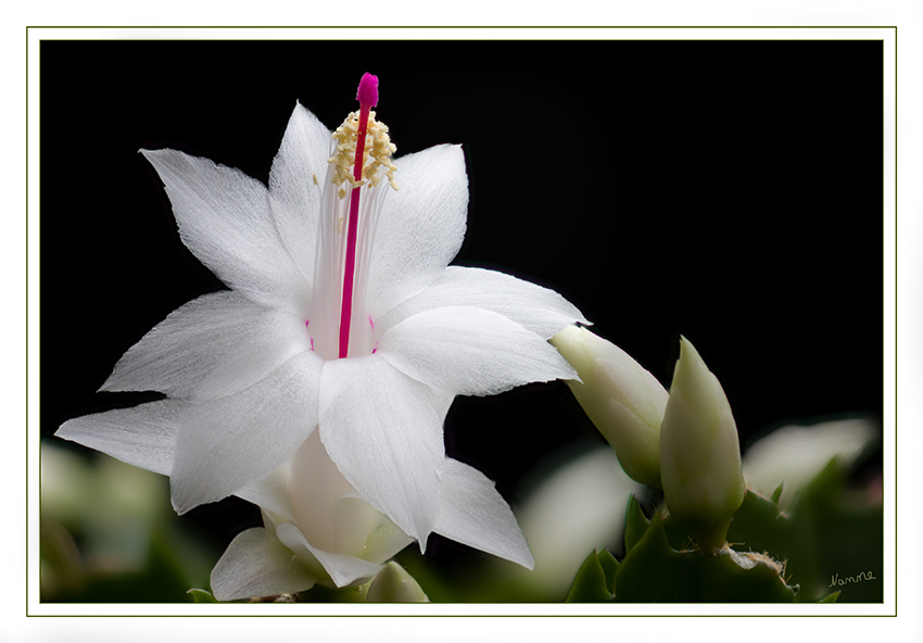 Weihnachtskaktus
Schlumbergera.  
Der botanische Name der Gattung ehrt den französischen Kakteensammler und -züchter Frédéric Schlumberger (1823–1893). Der deutsche Trivialname Weihnachtskakteen einiger Arten verweist auf die übliche Blütezeit der Pflanzen in Europa.
Schlüsselwörter: Weihnachtskaktus