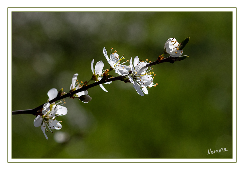 Frühlingserwachen
Schlüsselwörter: Weiß, Blüten