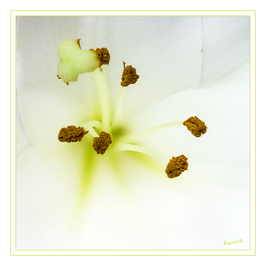 Staubblätter einer Lilie
Das Staubblatt, Staubgefäß oder Stamen ist das Pollen-erzeugende Organ in der Blüte der Bedecktsamer. Es besteht aus dem Staubfaden (Filament) und dem Staubbeutel (Anthere).
laut Wikipedia
Schlüsselwörter: Lilie weiß Staubblätter