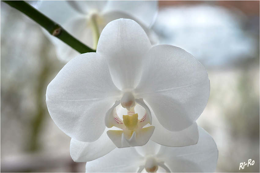 Blüte
der Phalaenopsis
Schlüsselwörter: Orchidee weiß Phalaenopsis