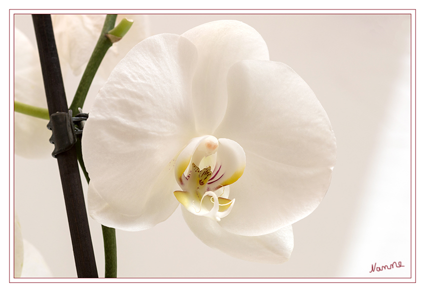 Weiße Schönheit
Keine andere Pflanzenfamilie hat ein solches Spektrum, was Formen und Farben der Blüten anbelangt, wie die Familie der Orchideen. Die Größe der Blüten variiert von einigen Millimetern (Beispiel Lepanthes calodictyon) bis zu 20 Zentimetern und mehr pro Blüte (Beispiel Paphiopedilum hangianum) laut Wikipedia
Schlüsselwörter: Weiß, Orchidee