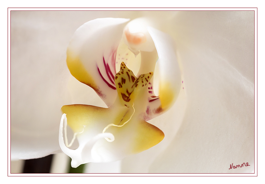 Weiße Schönheit
Keine andere Pflanzenfamilie hat ein solches Spektrum, was Formen und Farben der Blüten anbelangt, wie die Familie der Orchideen.  Das Farbspektrum reicht dabei von zartem Weiß über Grün- und Blautöne bis zu kräftigen Rot- und Gelbtönen. Viele der Orchideenblüten sind mehrfarbig. laut Wikipedia
Schlüsselwörter: Weiß, Orchidee