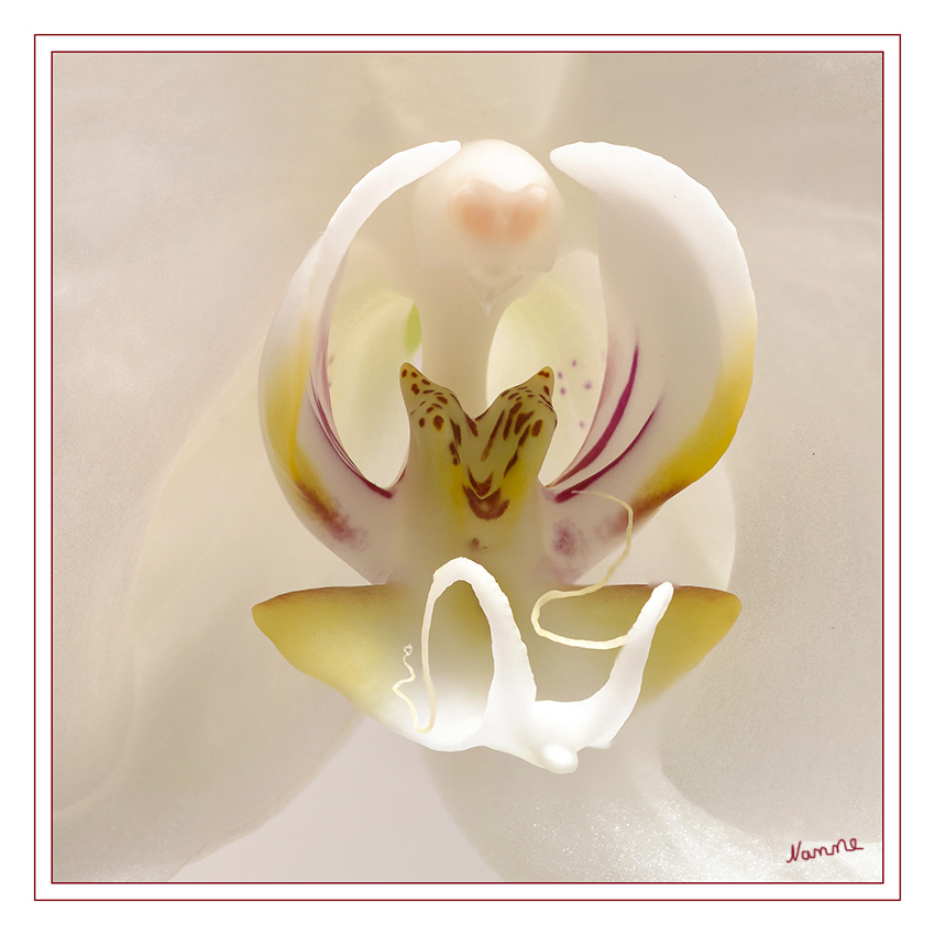 Weiße Schönheit
Schlüsselwörter: Weiß, Orchidee
