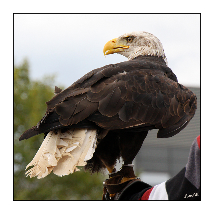 Ich habe dich im Blick
Greifvogelschau auf der Photokina 2012
Schlüsselwörter: Photokina