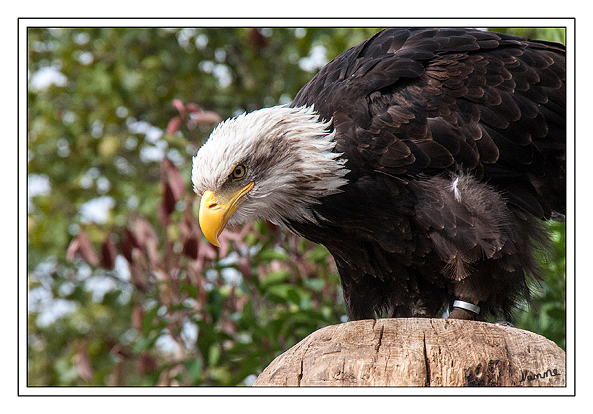 Weisskopfseeadler
Greifvogelschau auf der Photokina
Schlüsselwörter: Weißkopfseeadler