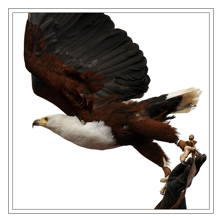 Weisskopfseeadler
Greifvogelschau auf der Photokina
Schlüsselwörter: Weißkopfseeadler