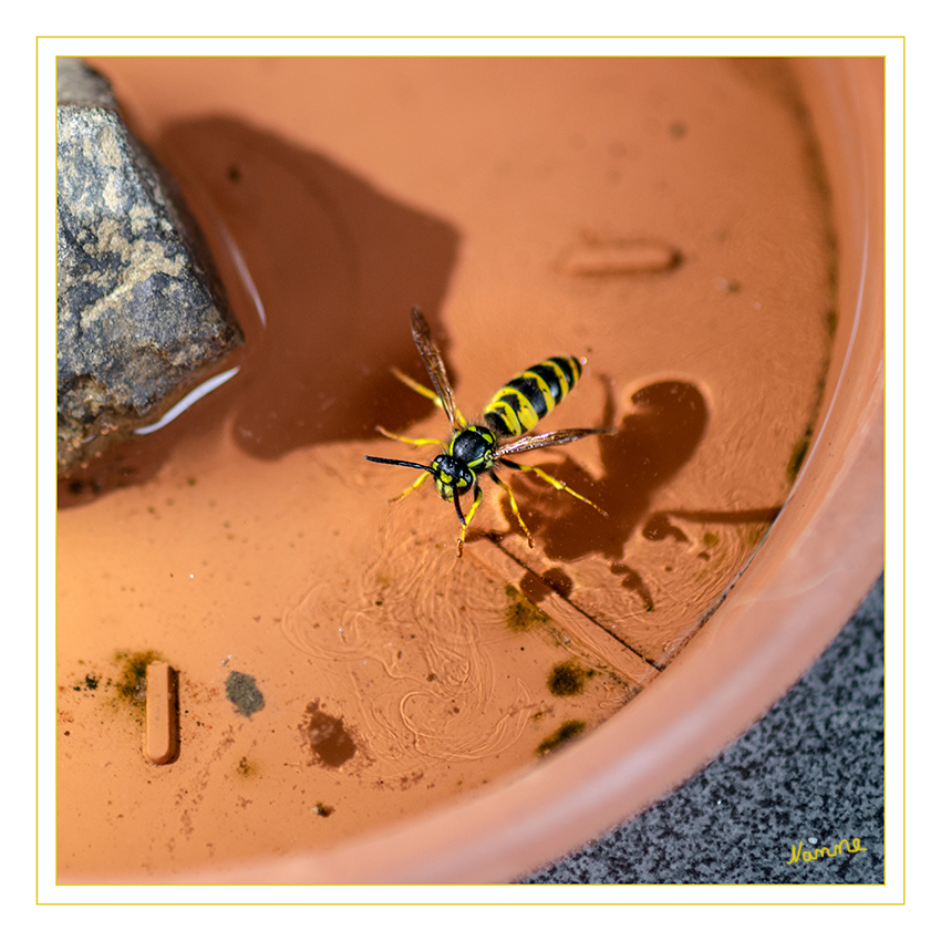 Wasserstelle
für Insekten. Durch die lange Dürre dieses Jahres eine willkommende Gelegenheit für Insekten und Fotografen.
Schlüsselwörter: Wespe