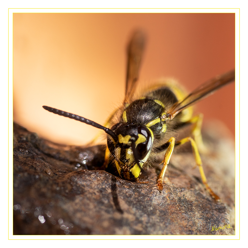 35 - Durst löschen
An meiner Wasserstelle für Insekten. Durch die lange Dürre dieses Jahres eine willkommende Gelegenheit für Insekten und Fotografen.
Schlüsselwörter: Wespe