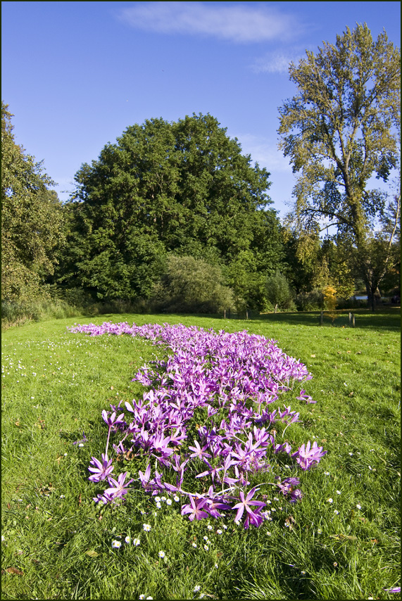 Herbstzauber
Die Herbst-Zeitlose wächst vor allem auf feuchten, nährstoffreichen Wiesen und an Böschungen, hier bevorzugt an sonnigen oder halbschattigen Standorten, an denen es relativ warm ist und die nicht ungeschützt dem Wind ausgesetzt sind. Diese Art tritt an manchen Standorten massenhaft auf.
Die Blütezeit reicht von September bis Oktober, selten auch im Frühjahr.
Schlüsselwörter: Herbstzeitlose