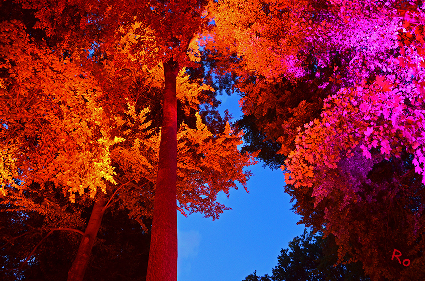 Nachthimmel mit beleuchteten Baumspitzen
Illumina
Schlüsselwörter: Ilumina Schloß Dyck