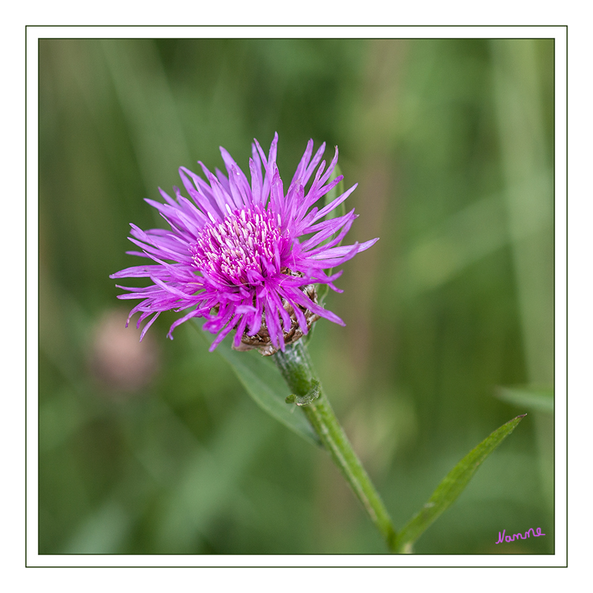 Wiesen Flockenblume
Die Art ist in Eurasien verbreitet, mit einem Verbreitungsschwerpunkt in den mittleren und südlichen Gebieten. Als Standort werden Halbtrockenrasen, Wiesen, Weiden und Wegränder mit lehmigen Böden bevorzugt.
laut Wikipedia
Schlüsselwörter: Wiesen Flockenblume lila