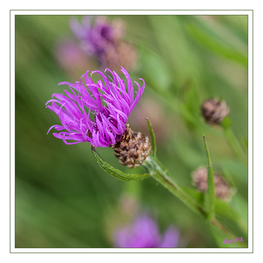 Wiesen Flockenblume
Die Wiesen-Flockenblume (Centaurea jacea), auch Gewöhnliche Flockenblume genannt, ist eine Pflanzenart, die zur Gattung der Flockenblumen (Centaurea) aus der Unterfamilie der Carduoideae in der Familie der Korbblütengewächse (Asteraceae) gehört.
laut Wikipedia
Schlüsselwörter: Wiesen Flockenblume