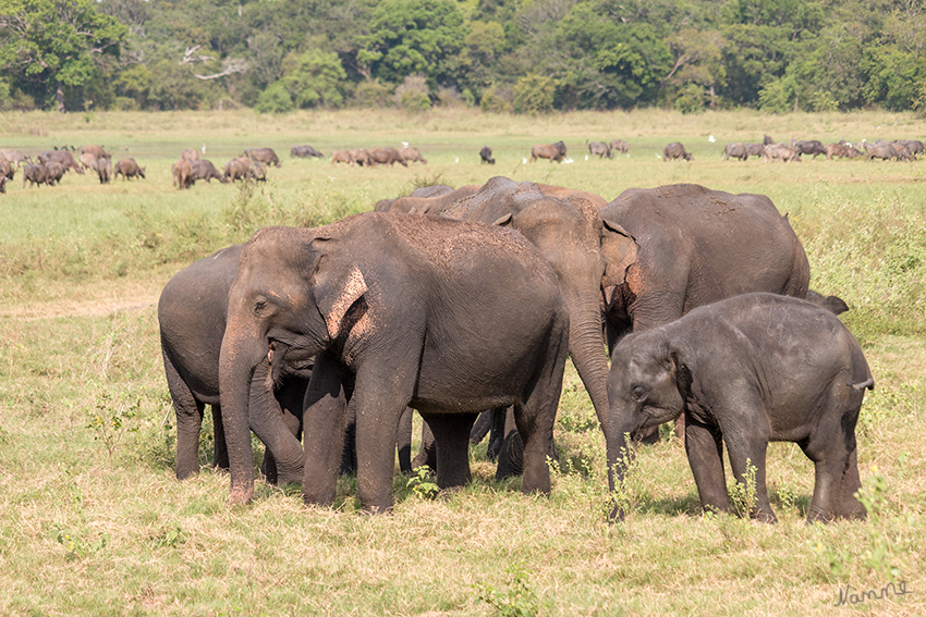 18 - Wilde Elefanten
im Minneriya NP auf Sri Lanka
Schlüsselwörter: Sri Lanka, Elefanten