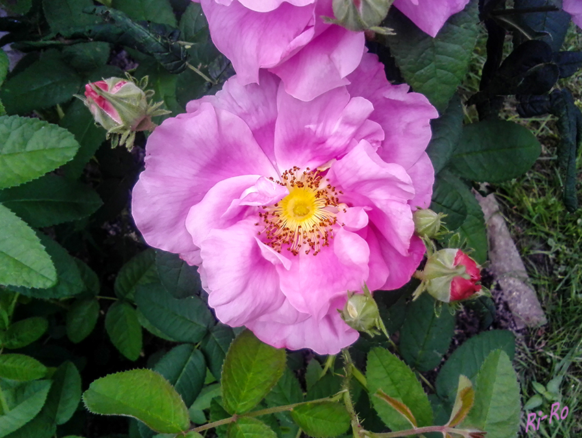 Aufgeblühte Wildrose
Schlüsselwörter: Rose, rosa