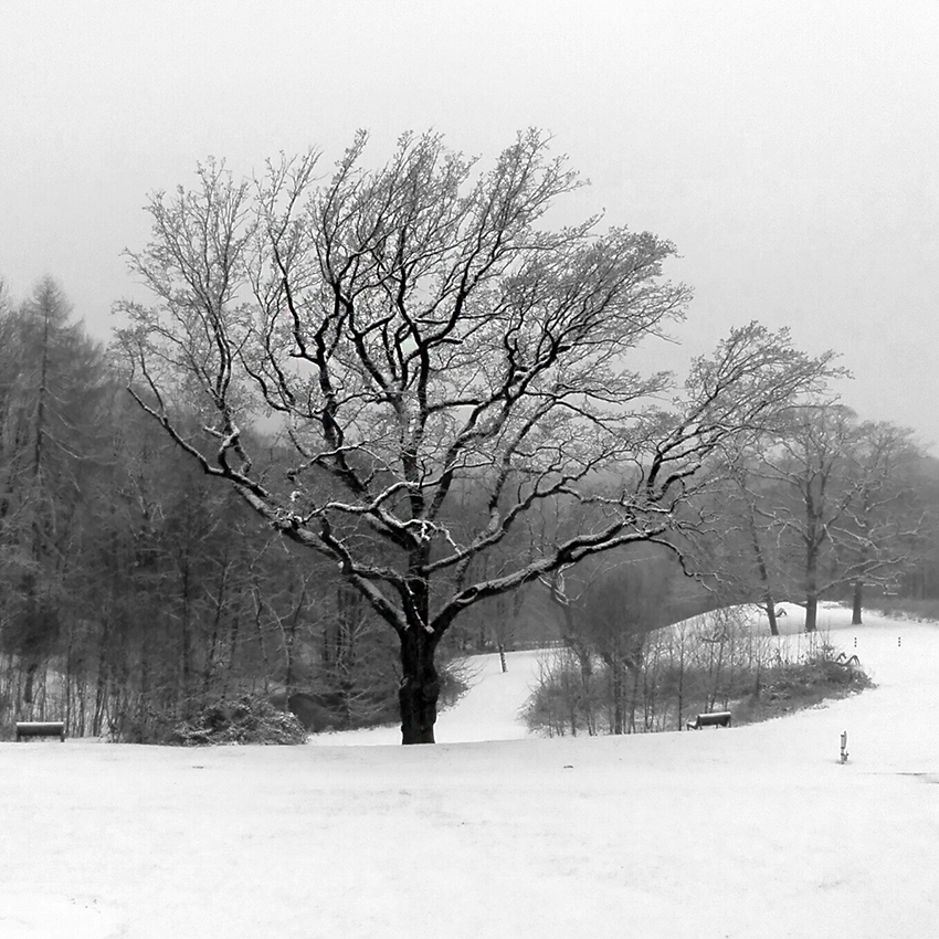 Winterintermezzo
Nur für Stunden meldete sich der Winter zurück
Schlüsselwörter: Baum, Winter, Schnee