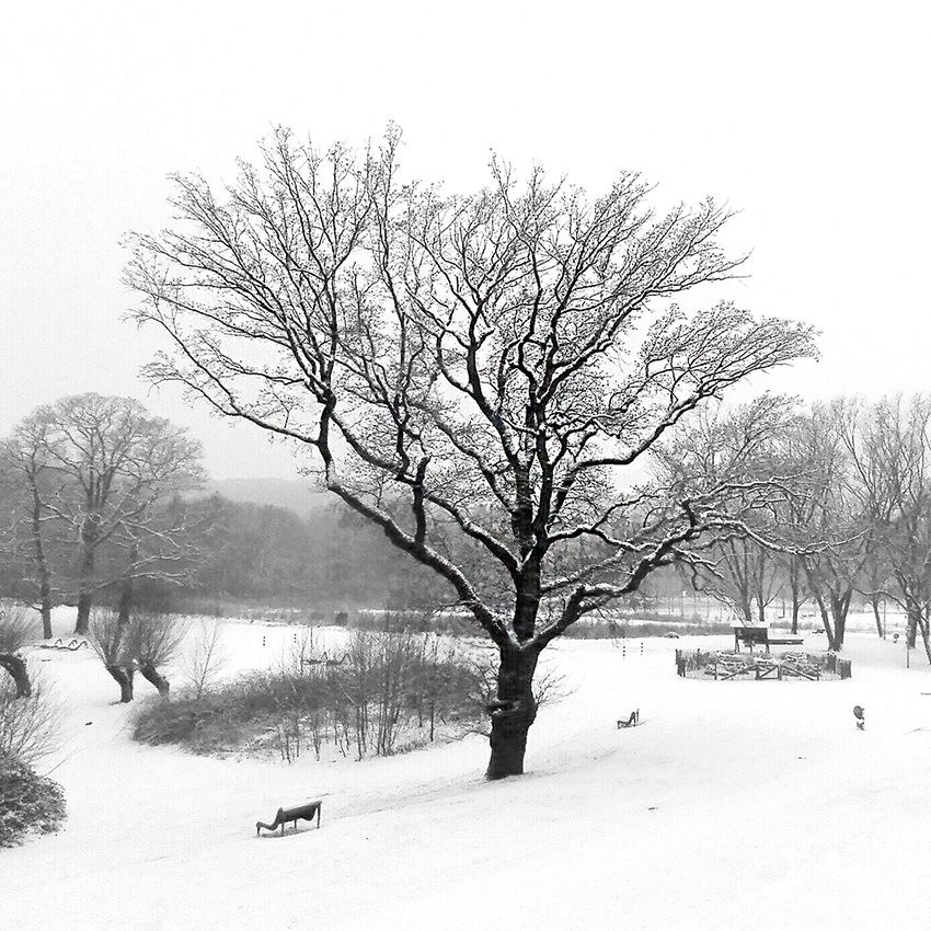 Winterintermezzo
Nur für Stunden meldete sich der Winter zurück
Schlüsselwörter: Baum, Winter, Schnee