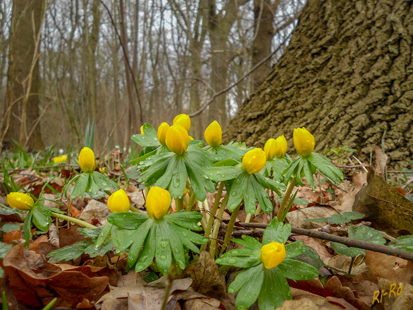 Winterlinge
Erste Blüten im Wald
Schlüsselwörter: Winterlinge