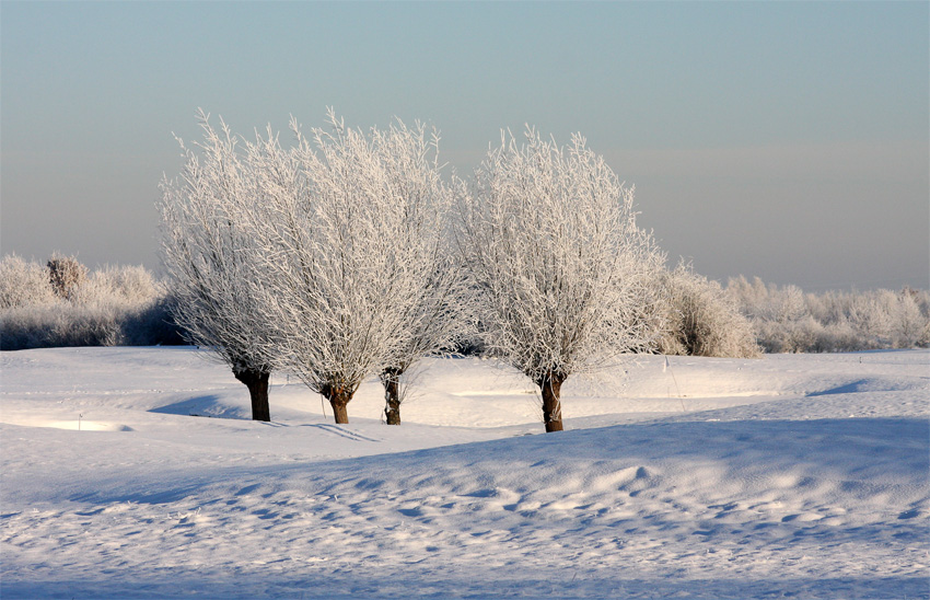 Wintermärchen ll
im Januar 2009
Schlüsselwörter: Winter    Schnee     Bäume