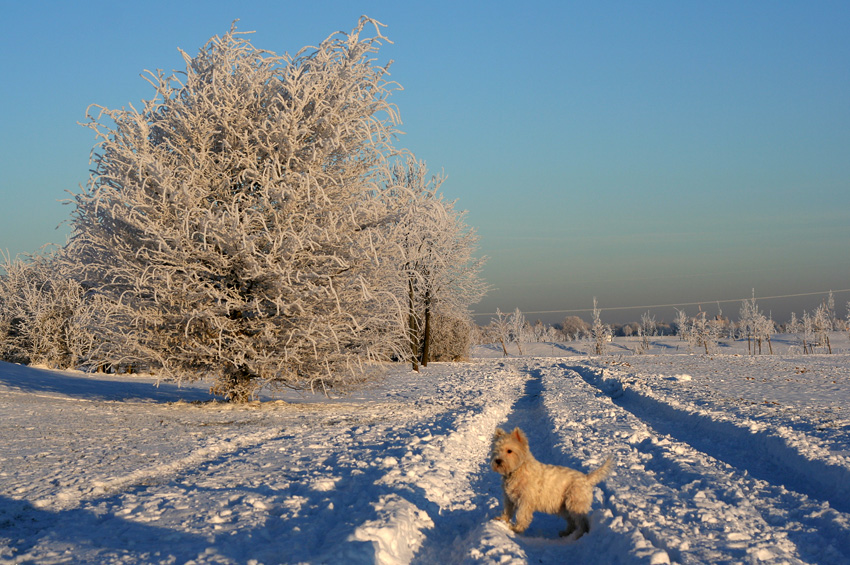 Winterfeeling
im Januar 2009
Schlüsselwörter: Max    Schnee    