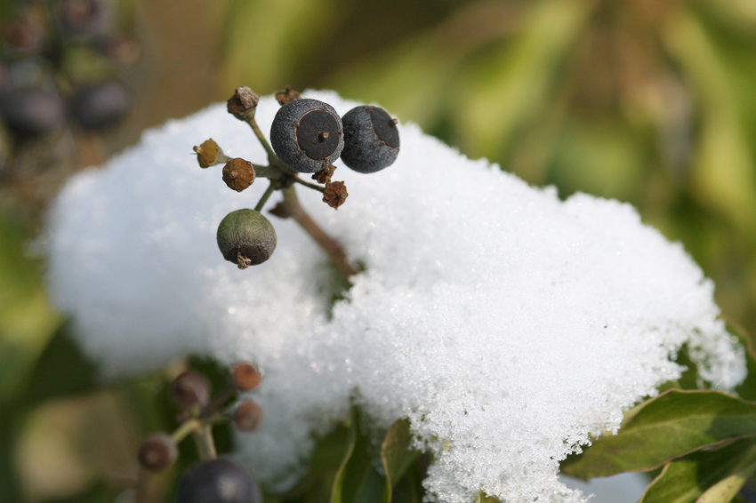 Neugierig
Schlüsselwörter: Beeren    Schnee