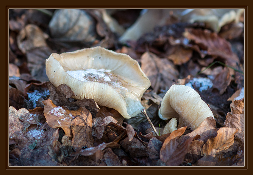 Winterpilz
Von Eis und Schnee überrascht nachdem es so lange so mild war
Schlüsselwörter: Pilz Winter