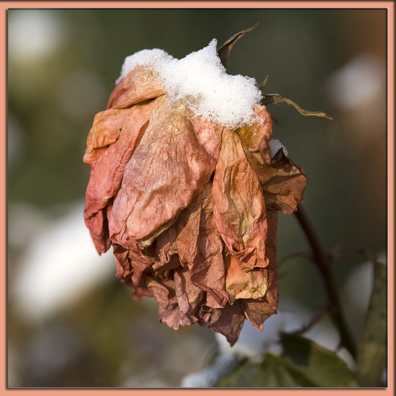 Einsame Rose
Schlüsselwörter: Rose