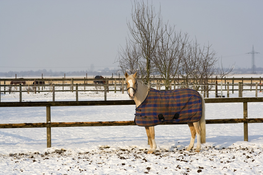 Was guckst du ?
Schlüsselwörter: Pferd Winter