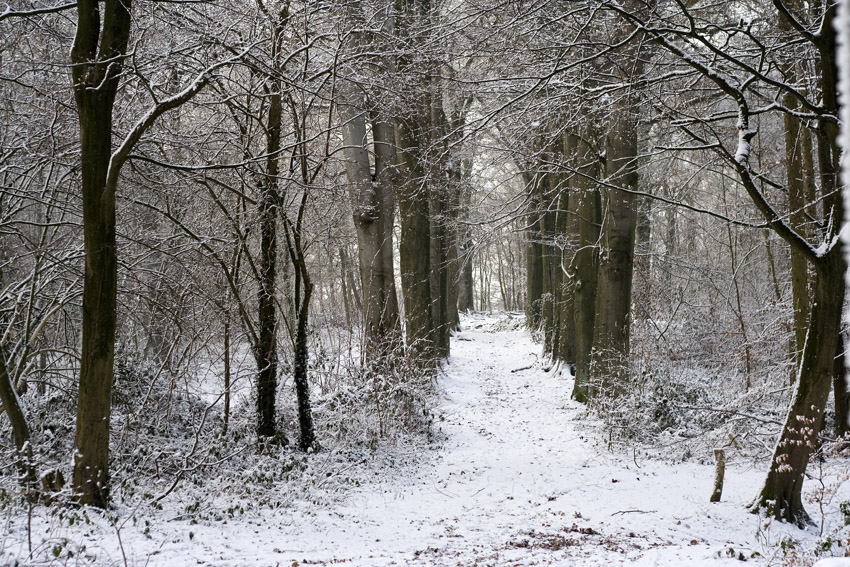 Winterwald
