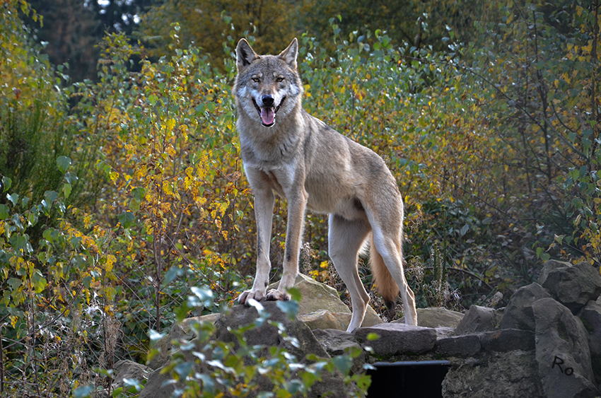 Wolf 
(Canis lupus) Die Art war früher in ganz Europa verbreitet, wurde jedoch in West- und Mitteleuropa weitgehend ausgerottet. Deutschland wurde erst Ende der 1990er Jahre wieder besiedelt.
Naturwildpark Granat
Schlüsselwörter: Wolf