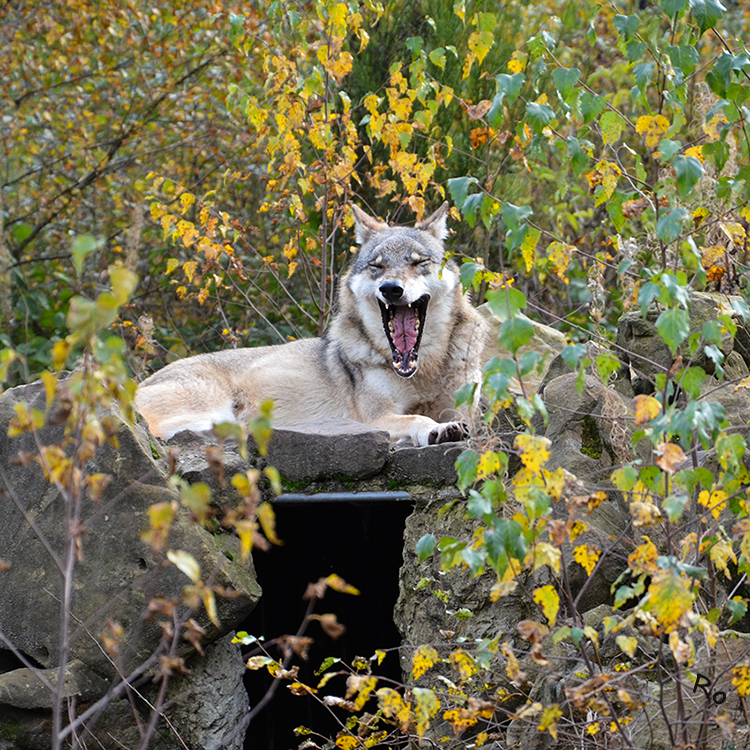 Wolf
Der Wolf (Canis lupus) ist eine Raubtierart aus der Familie der Hunde (Canidae). Wölfe leben und jagen im Rudel.
Naturwildpark Granant
Schlüsselwörter: Wolf