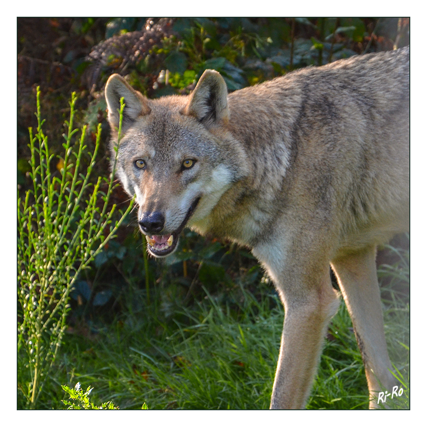 Wolf
(Canis lupus) Die Art war früher in ganz Europa verbreitet, wurde jedoch in West- und Mitteleuropa weitgehend ausgerottet. Deutschland wurde erst Ende der 1990er Jahre wieder besiedelt.
Naturwildpark Granat 
Schlüsselwörter: Wolf