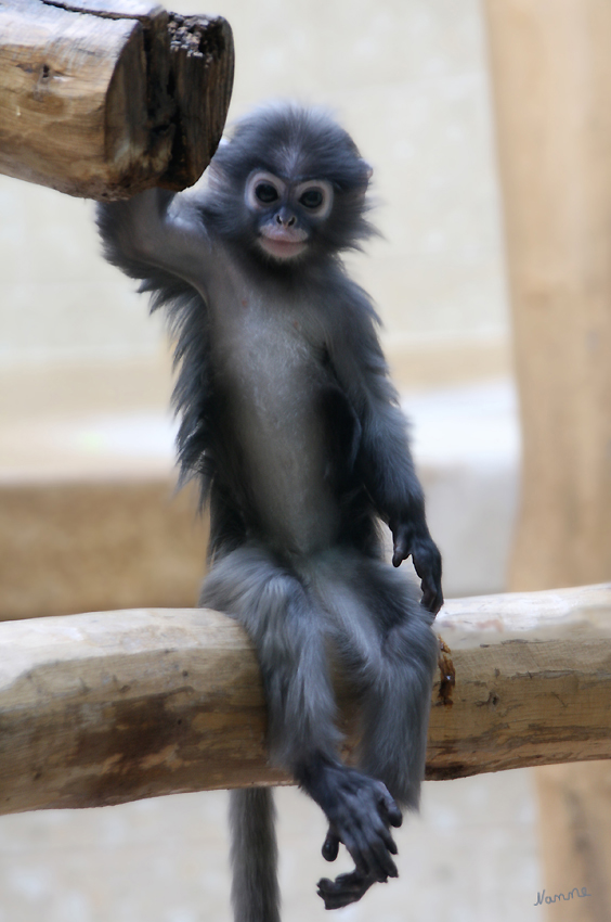 Kleiner Brillenlangur
im Wuppertaler Zoo
Schlüsselwörter: Wuppertal Zoo Brillenlangur