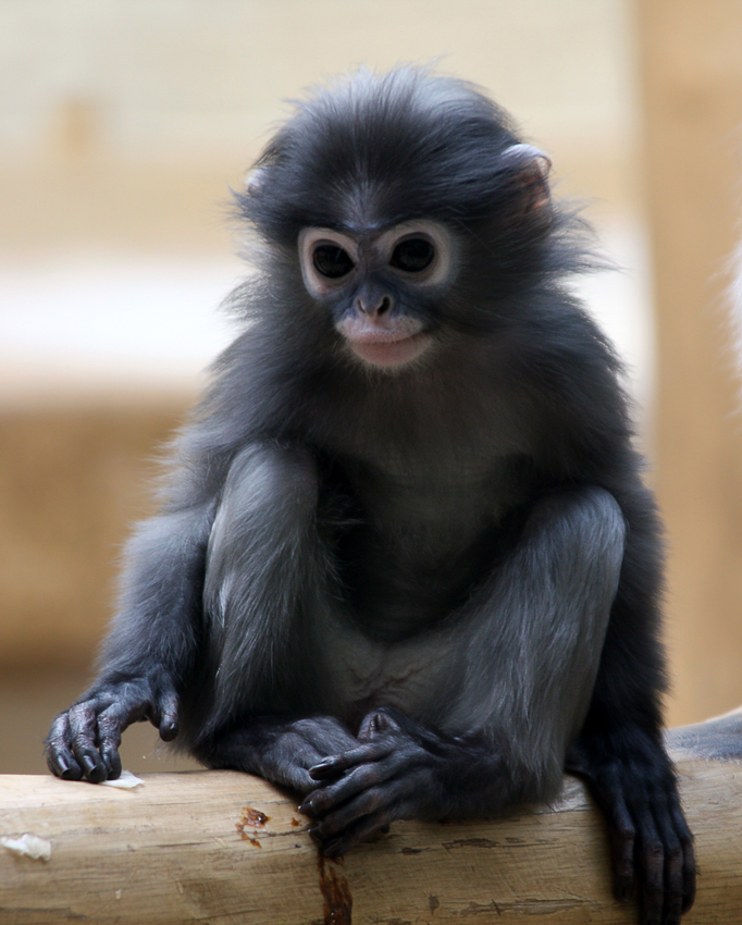 Kleiner Brillenlangur l
im Wuppertaler Zoo
Schlüsselwörter: Wuppertal Zoo Brillenlangur