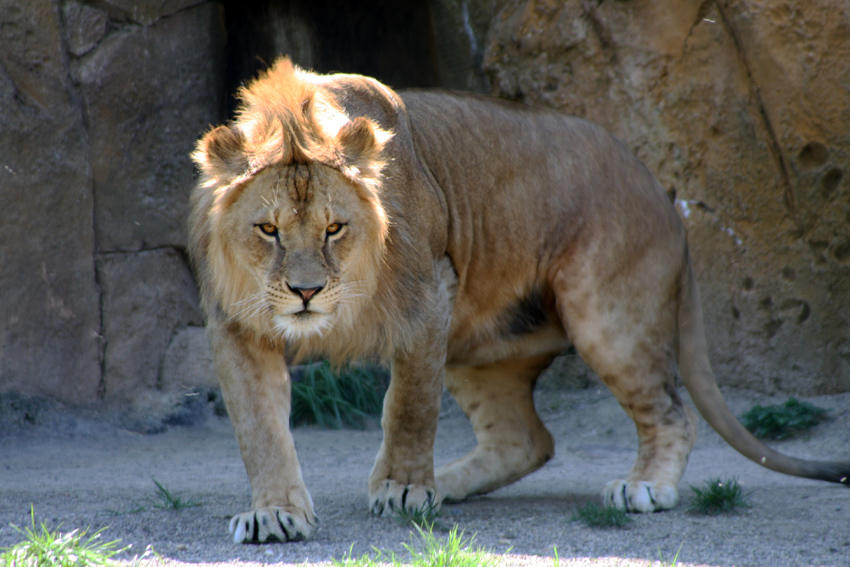 Junglöwe
im großen Freigehäge des Wuppertaler Zoos
Schlüsselwörter: Wuppertaler Zoo Zoo Wuppertal Löwe