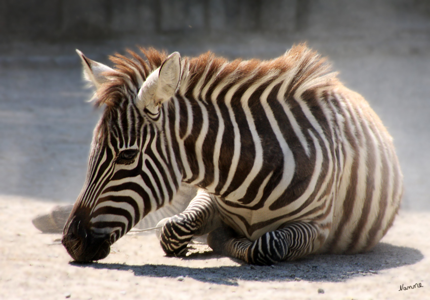 Verspieltes Zebrajunges
im Zoo Wuppertal
Schlüsselwörter: Zebra Zoo Wuppertal