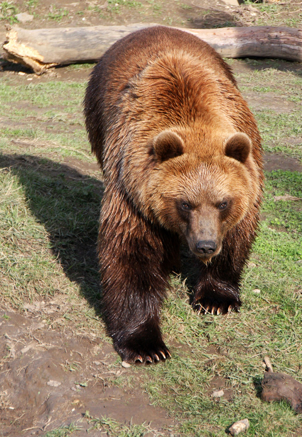 Was guckst du
Schlüsselwörter: Bär