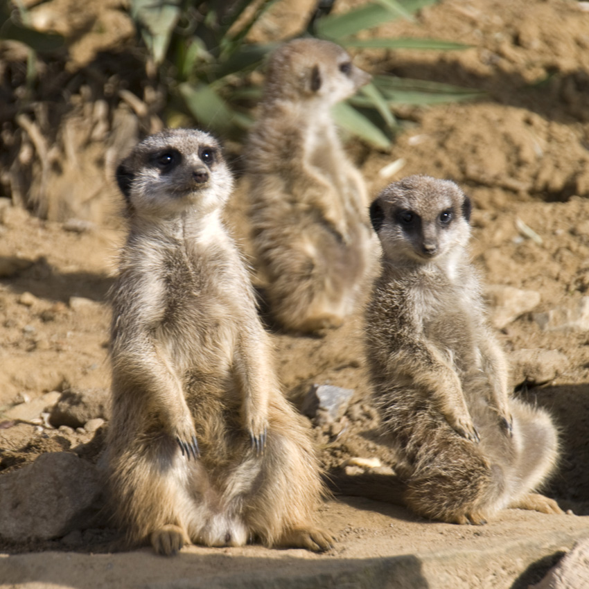 Erdmännchen
Erdmännchen leben in trockenen Regionen im südlichen Afrika. Als sehr gesellige Tiere leben Erdmännchen in Kolonien mit bis zu dreißig Individuen. Ein Familienverband besteht aus einem dominanten Paar und seinen Nachkommen, aber mehrere Familienverbände können friedlich in einer Kolonie zusammenleben. Gemeinsam unterhält eine Kolonie einen Bau. Obwohl sie selbst graben können, ersparen sie sich lieber diese Arbeit und nehmen die Bauten von Erdhörnchen in Besitz, die sie dann nur noch zu erweitern brauchen.Sie haben ein ausgeprägtes Sozialverhalten und ernähren sich vorwiegend von Insekten. Sie zählen nicht zu den bedrohten Arten.
Schlüsselwörter: Erdmännchen