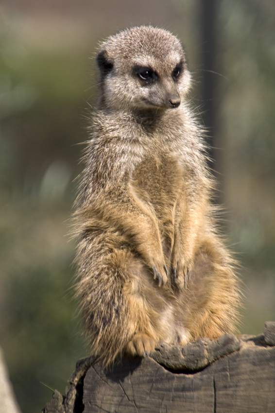 Erdmännchen
Den Namen hat das Erdmännchen, da es nach Menschenart oft auf zwei Beinen steht, um die Umgebung zu beobachten. Im Englischen heißen sie nach ihrem Afrikaans-Namen „Meerkat“, was manchmal ins Deutsche als Meerkatze übersetzt wird – dieser Name ist aber eigentlich für eine Primatengattung reserviert, die mit Erdmännchen überhaupt nichts zu tun hat.
Schlüsselwörter: Erdmännchen