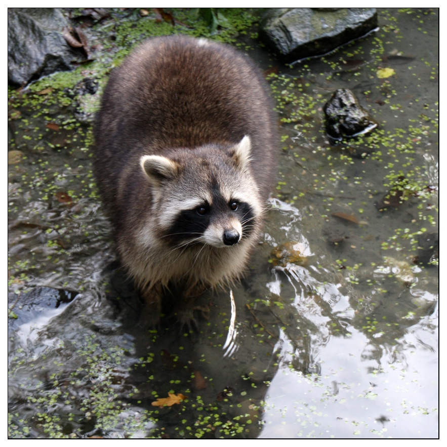 Waschbär
Mit einer Körperlänge zwischen 41 und 71 cm und einem Gewicht zwischen 3,6 und 9,0 kg ist der Waschbär der größte Vertreter der Familie der Kleinbären. Typisch für den Waschbären sind das ausgeprägte haptische Wahrnehmungsvermögen der Vorderpfoten und die schwarze Gesichtsmaske.
Schlüsselwörter: Waschbär