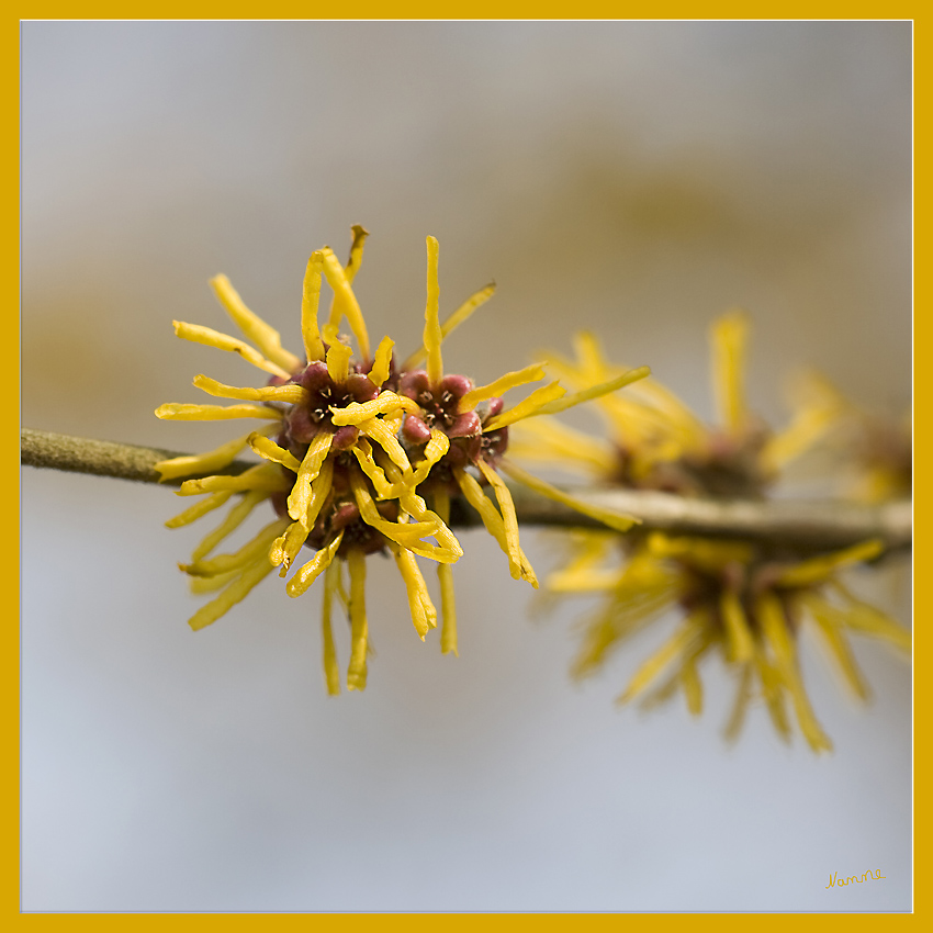 Blüte der Zaubernuss
Die Zaubernuss blüht nicht nur in gelb. Sie besticht auch in vielfältigen Zwischenfarben von gelb-orange über rötlich bis zu einem intensiven Rosarot. Die Zaubernuss blüht im blattlosen Zustand. Manche Blüten blühen im Schutz ihrer vertrockneten Blätter. Wenn es sehr kalt ist, rollen sich die Blütenblätter zusammen und wenn es wieder wärmer wird, entfalten sie sich. Die Zaubernuss ist in unseren Breiten absolut winterhart.
Schlüsselwörter: Zaubernuss