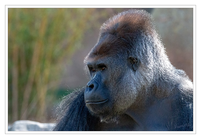 39 - Interessiert
Zoo Krefeld - Flachlandgorilla
Schlüsselwörter: Zoo Krefeld, Gorilla