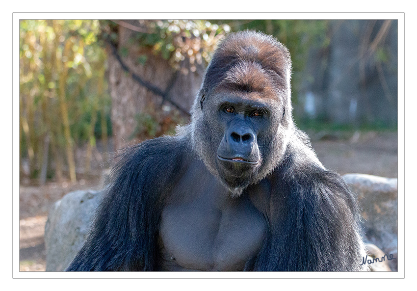 Flachlandgorilla
Flachlandgorilla "Kidogo" Zoo Krefeld
Schlüsselwörter: Zoo Krefeld, Gorilla