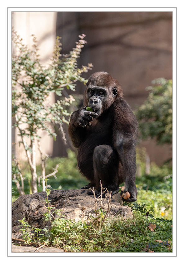 Gorilla
Zoo Krefeld
Schlüsselwörter: Zoo Krefeld, Gorilla