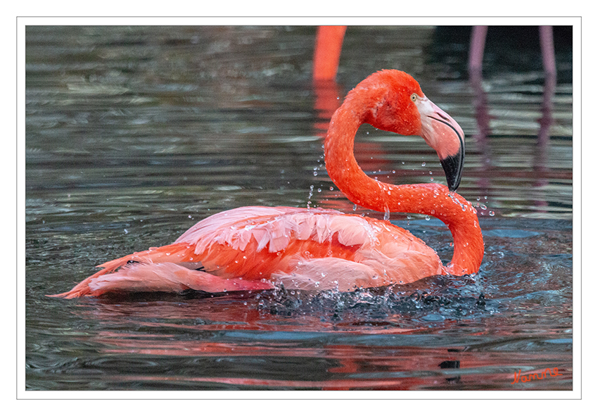 Rosa Flamingos
Zoo Krefeld
Schlüsselwörter: Zoo Krefeld,