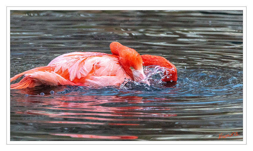 Rosa Flamingos
Zoo Krefeld
Schlüsselwörter: Zoo Krefeld,