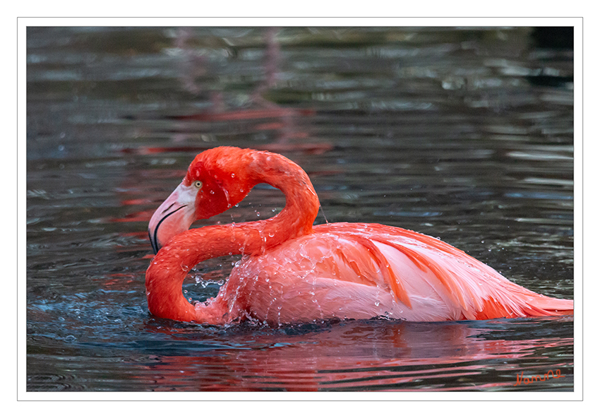 Rosa Flamingos
Zoo Krefeld
Schlüsselwörter: Zoo Krefeld,